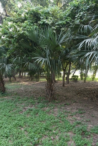 Mazari palm tree in the backyard