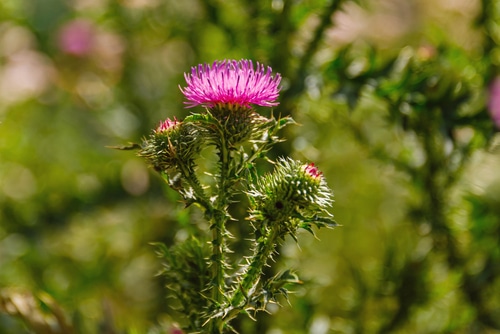 Blooming pink flowers of a milk thistle plantt