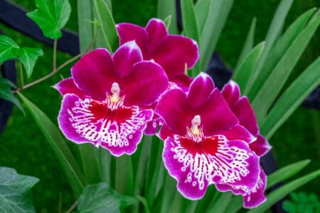 5 Miltoniopsis Orchids to Consider Growing