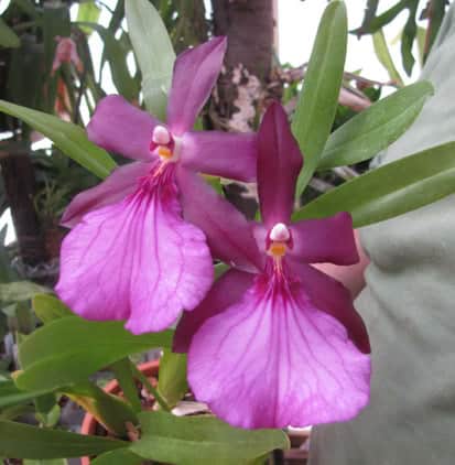 pinkish purple miltoniopsis spectabilis flower