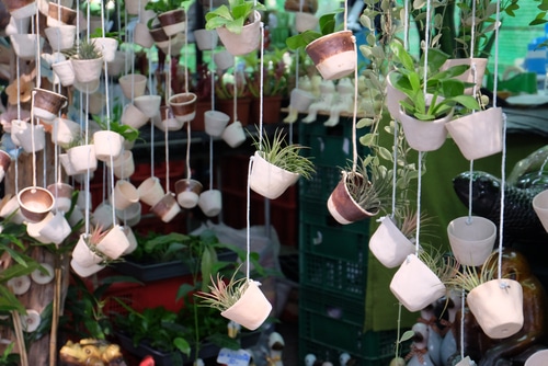 air plant hung on mini ceramic pots