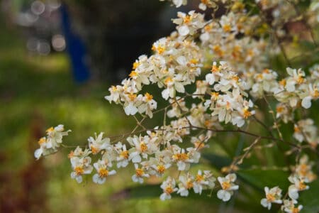 7 Oncidium Orchids to Consider Growing