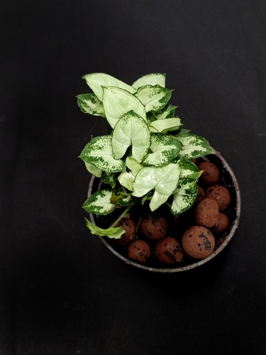 mini syngonium plant in a small black pot