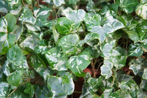 white patches on the leaves of a mint kolibri plant