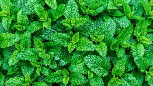 mint plants green mint plant in the backyard