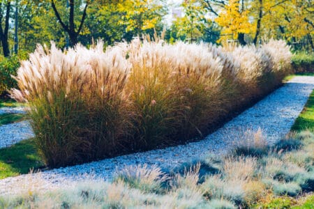 Miscanthus “Giganteus”: Information and Care