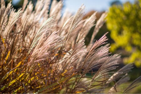How to Cut Back Ornamental Grass