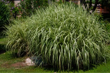 large and tall bush of a miscanthus sinensis grass