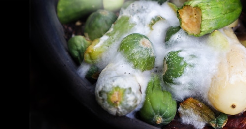 rotting vegetables covered with white mold