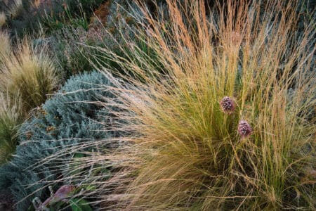 Molinia Caerulea: Purple Moor Grass Information and Care