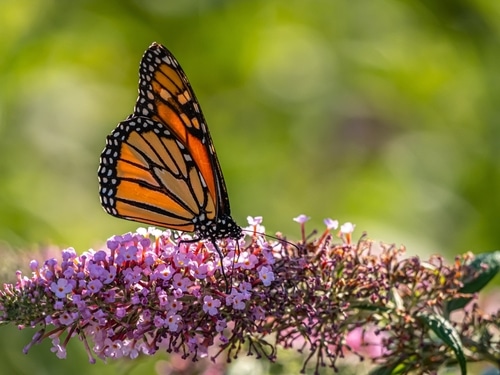 monarch butterfly tiny pink milkweed with a butterfly on it