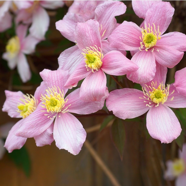 Montana flowers is a cultivar that has pink petals