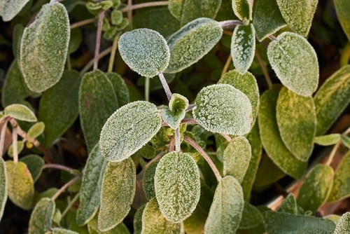 Frost forming the small leaves of a plant