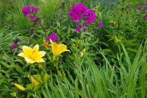 Yellow daylilies in the garden