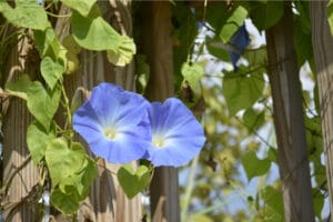 Beautiful blue morning glory flower