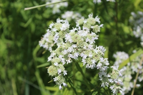 mountain mint white mountain mint that grows small flowers