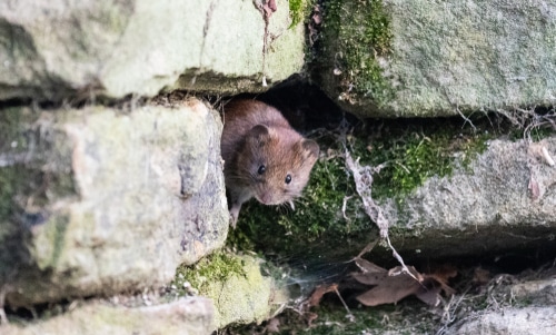 mouse peeking A mouse peeking from gaps of a rock.