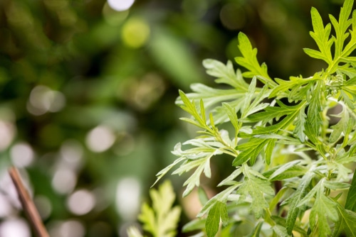 mugwort plant young mugwort plant growing in the garden