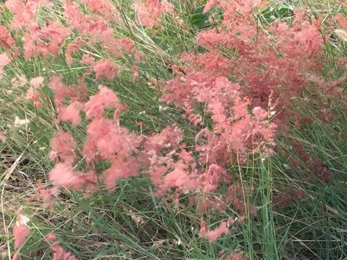 muhly grass green grass with growing pink panicle