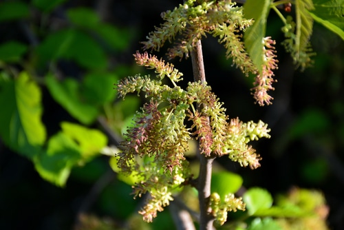a branch of tree with growing mulberry flowers