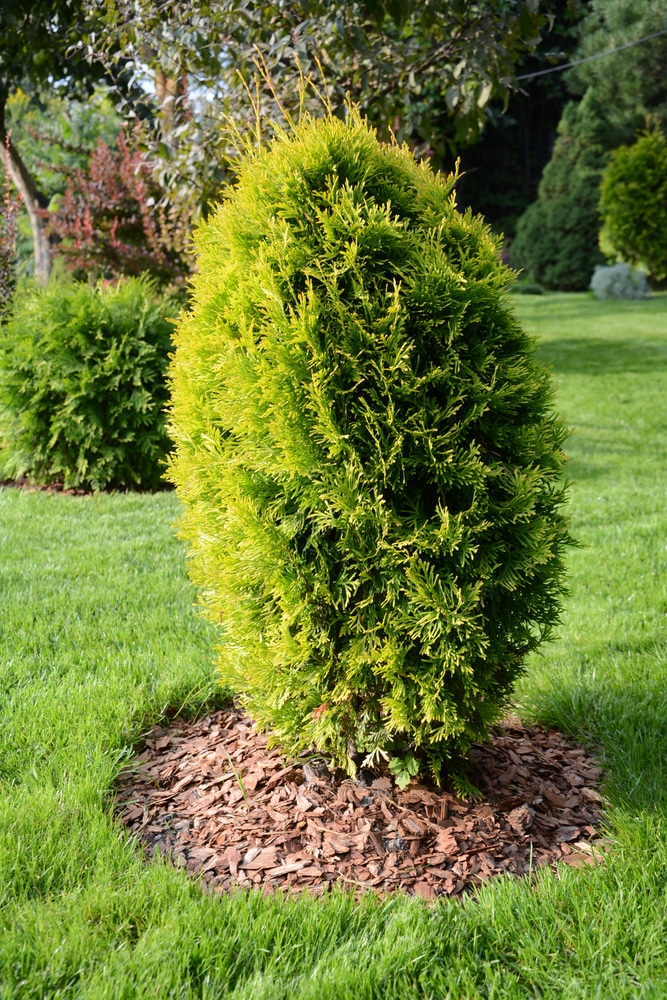 Arborvitae with mulch can prevent disease.