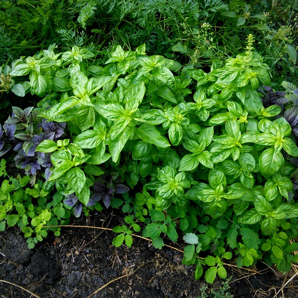 Multiple basil types grow together with proper fertilization and water