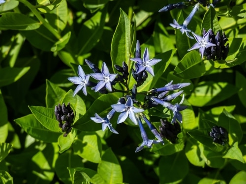 narrowleaf bluestar star shaped flower growing between leaves