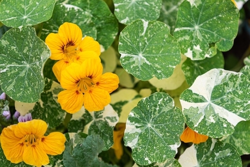 nasturtiums flower yellow nasturtiums flowers blooms beautifully