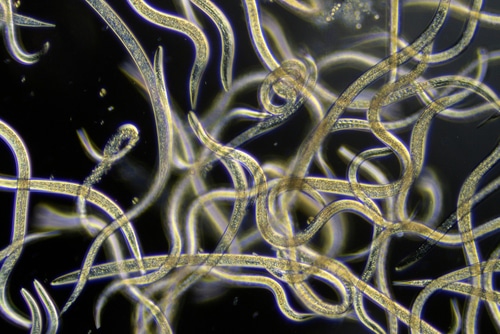 microscopic view of nematodes