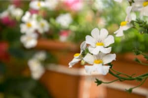 beautiful white nemesia flower
