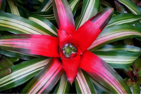 A beautiful neoregelia fireball tropical plant