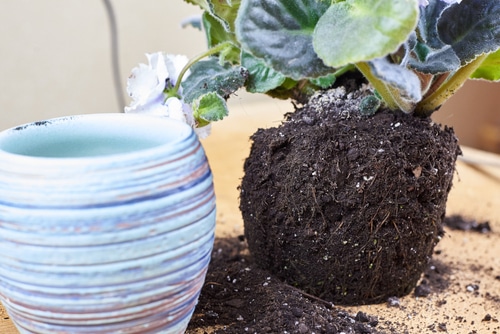 a plant root ball with empty pot