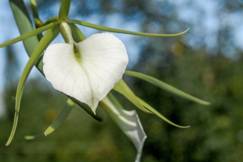 pure white nodosa orchid planted outdoors