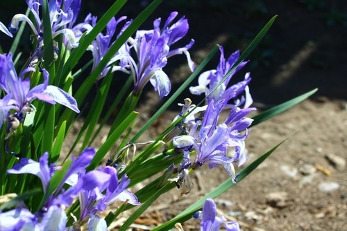 northern blueflag iris versicolor flower