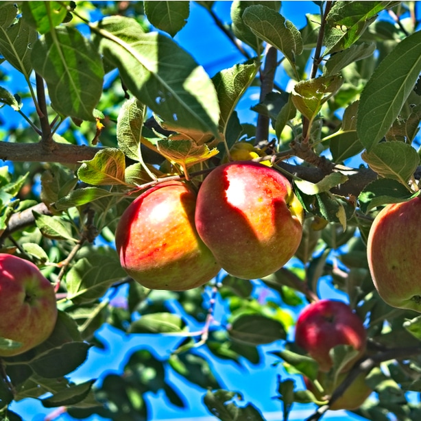 Northern spy apples are great fruits to consider growing if you like sweet-tart flavors