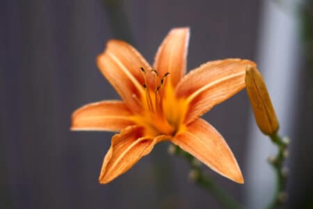 Orange cream day lily that is growing robustly