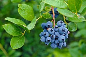 Providing nutrients to blueberries will promote large harvests