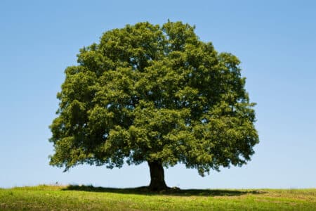 mature white oak tree