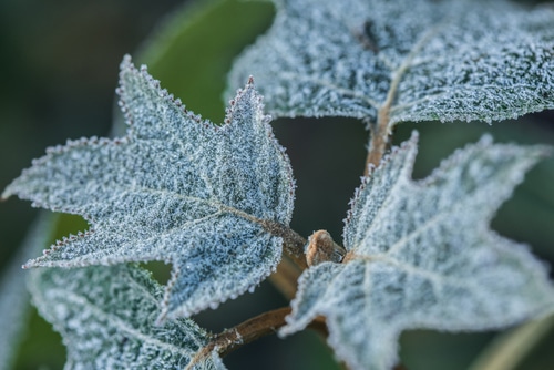 A hydrangeas plant covered in frost.