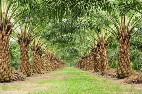Beautiful row of oil palm ready for harvest