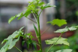 growing okra plant in the backyard