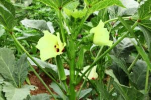 okra plant with blooming yellow flower