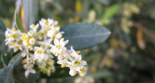little white olive flowers