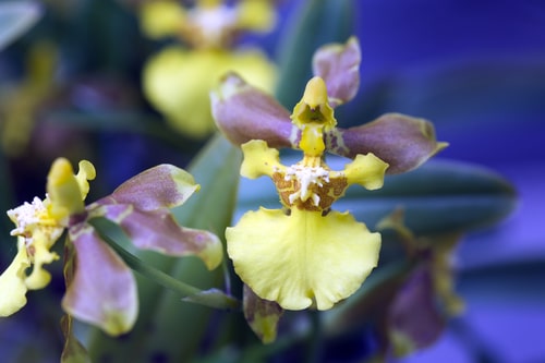 yellow and purple oncidium longipe flower