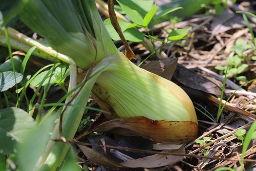 onion bulb ready to harvest onion bulb in garden