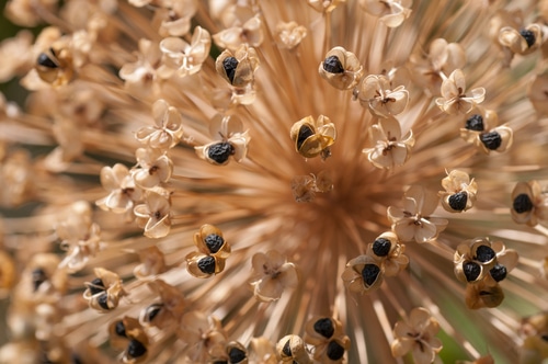 dried flower with growing small black seeds