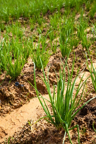 onion plants planted in brown wet soil