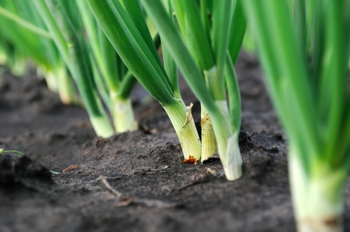onions stem healthy onions stem planted in black soil