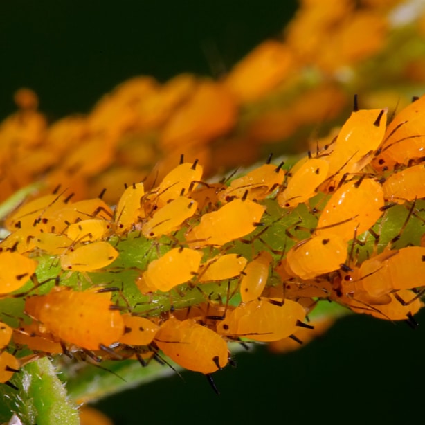 Aphids can be found in all types of different colors.