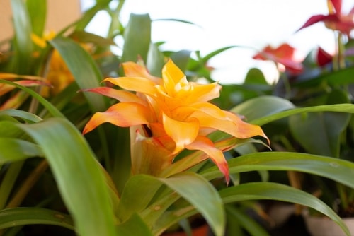 orange bromeliad flowering plant in the garden